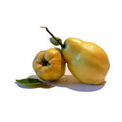 Quittenlikör